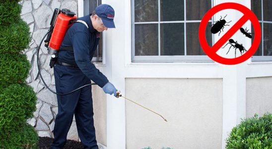 Hasköy Bit İlaçlama böcek ilaçlama ve haşere kontrolü — ilaclama-tr.com
